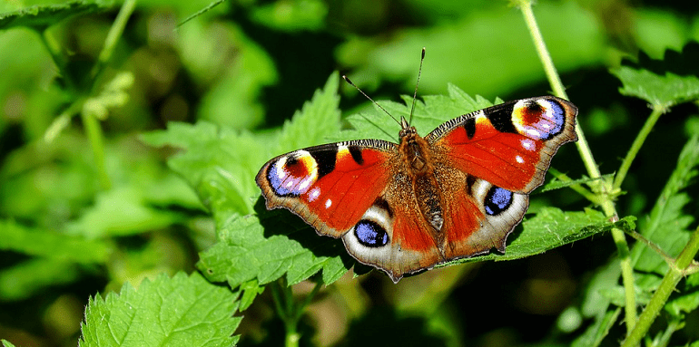 citation papillon